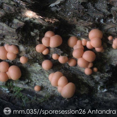 Antandra Exclusive Spore Session on Mycelium Music